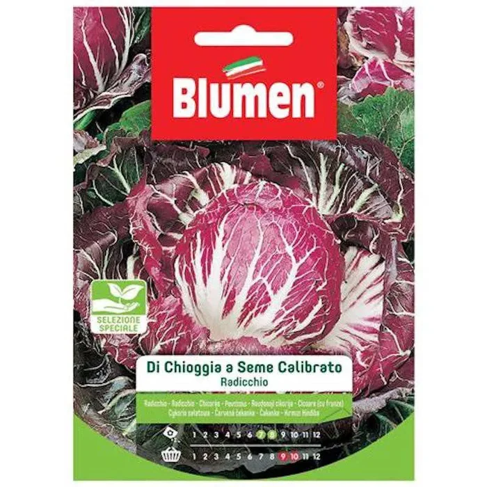 Chioggia Radicchio Samen in kalibriertem Samen in Beutel