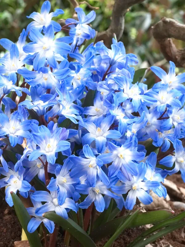 Chionodoxa Lucilea (Gewöhnlicher Schneestolz)