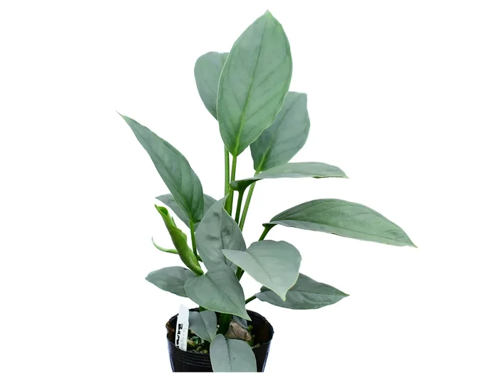 Chlorospatha sp ‚Zamora Chinchipe‘