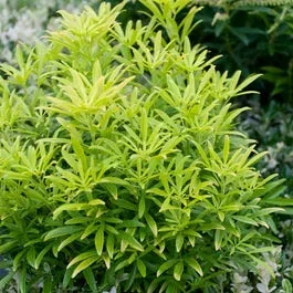 Choisya (Choisya ‚Aztec Gold‘)