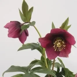 Christrose (Helleborus orientalis) Crown Dark Purple