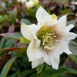 Christrose (Helleborus orientalis) Double Crown White Spotted