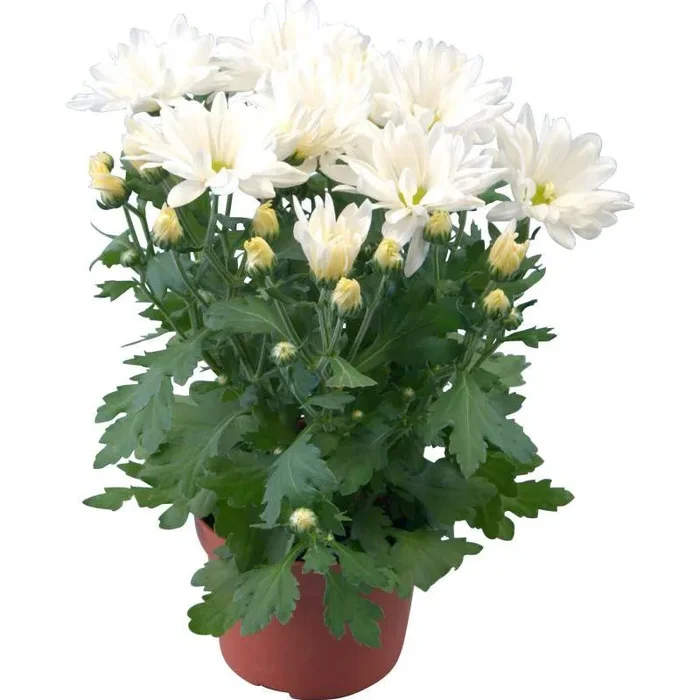 Chrysantheme – Chrysanthemum indicum Vase 12-20cm