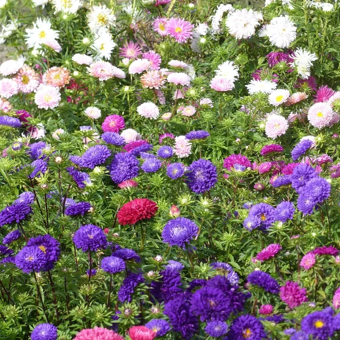 Chrysanthemen-blühende Aster Mischung
