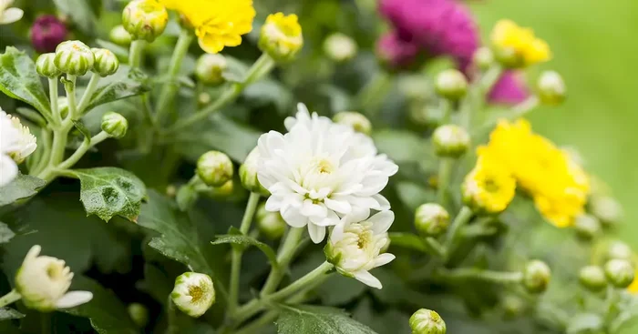 Chrysanthemum indicum Trio