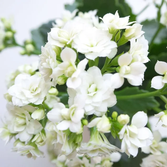 Kalanchoe Flower Plant – White