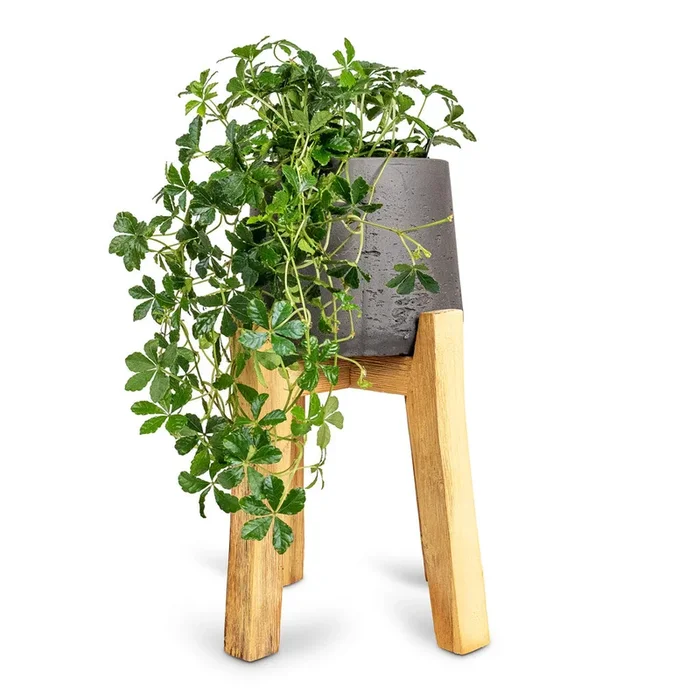 Cissus striata parthenocissus – Verona Vein