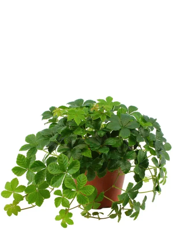 Cissus Striata