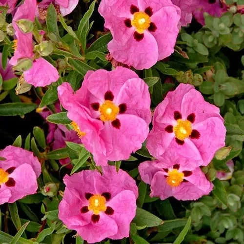 Cistus Albidus ‚Pink Silk‘