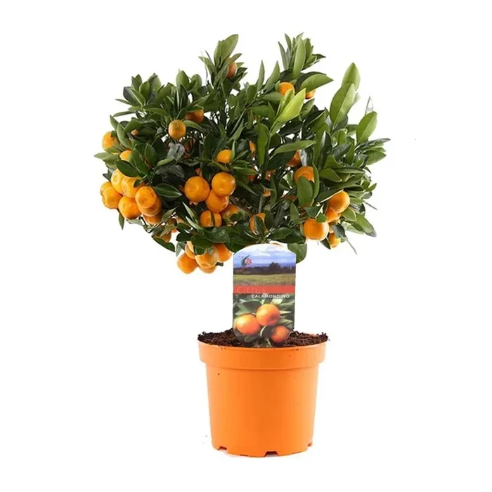 Citrus Calamondin – Orange/Mandarin Tree