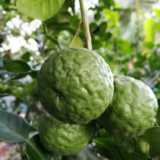 Citrus hystrix – Kaffernlimette