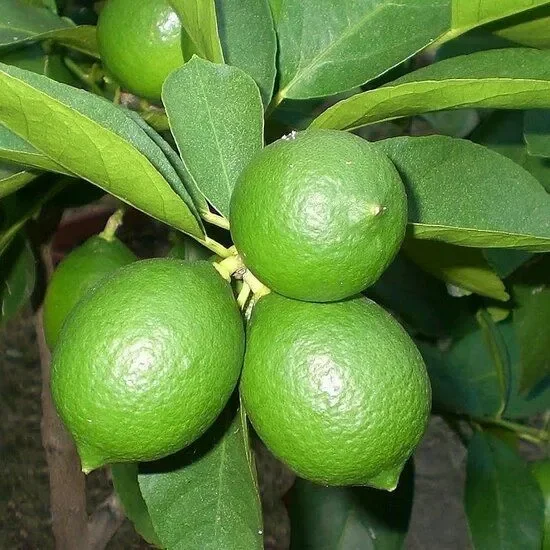 Citrus latifolia – Persische Limette