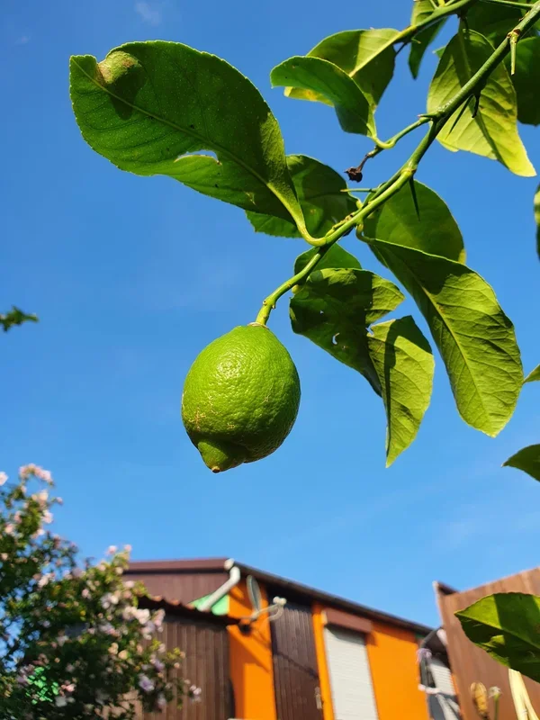 Citrus limon – Zitronenbaum