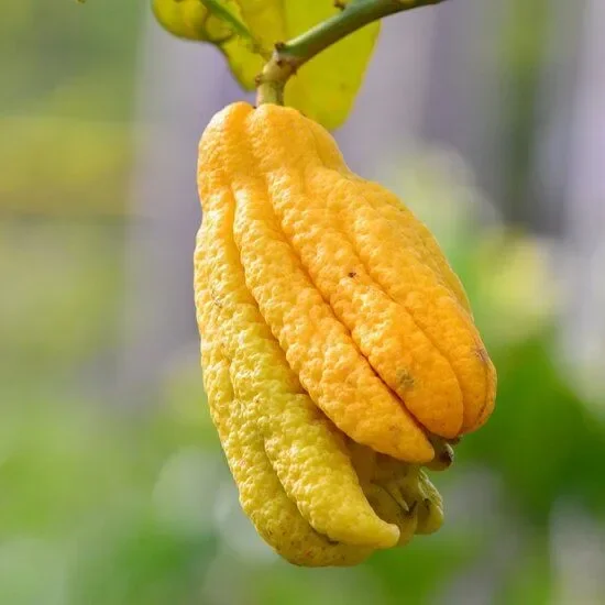 Citrus medica var. sarcodactylis Digitata – Buddha’s Hand
