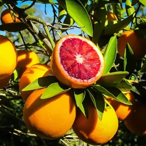 Citrus Sinensis ‘Sanguinello’ – Blood Orange Grafted Fruit Plant