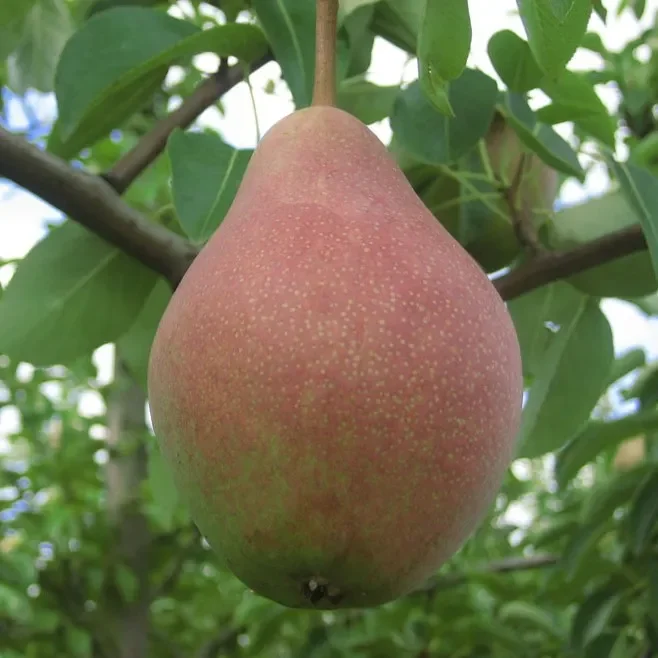 Clapps Liebling – Sommerbirne Hochstamm wurzelnackt
