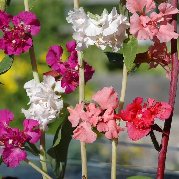 Clarkia unguiculata
