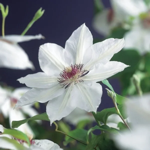 Clematis – miss bateman