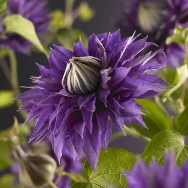 Clematis – multi blue