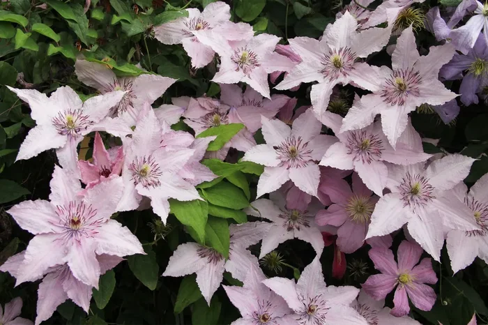 Clematis ‚Hagley Hybrid‘ (Waldrebe)