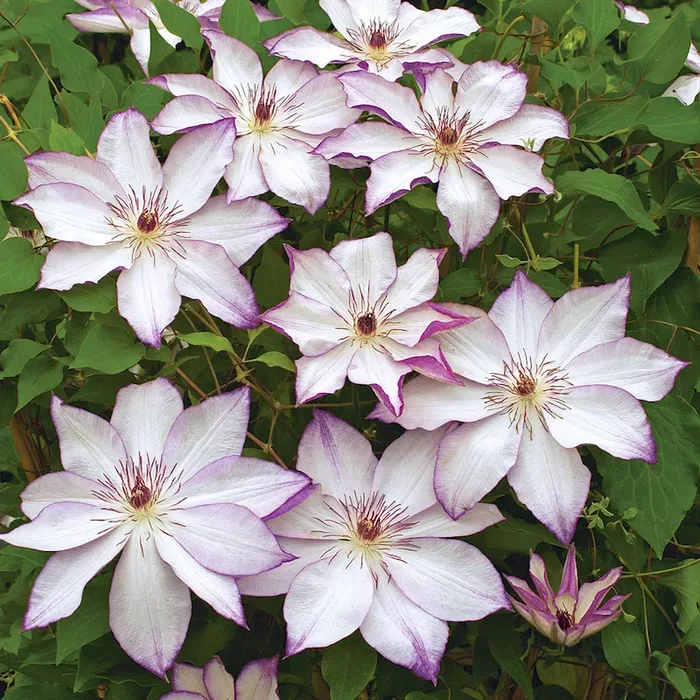 Clematis ‚Omoshiro‘ Bestellnummer 3328152