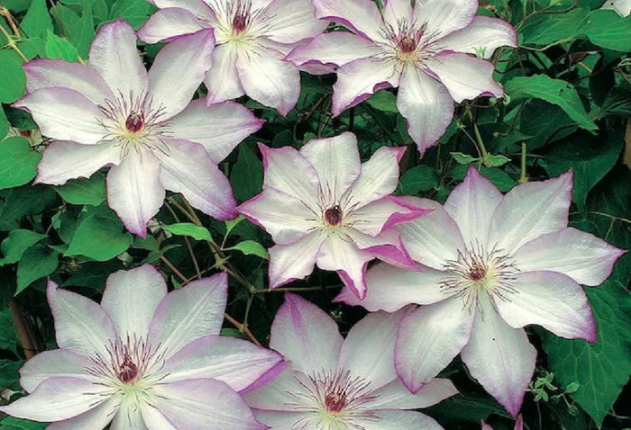 Clematis ‚Omoshiro‘ (Waldrebe)