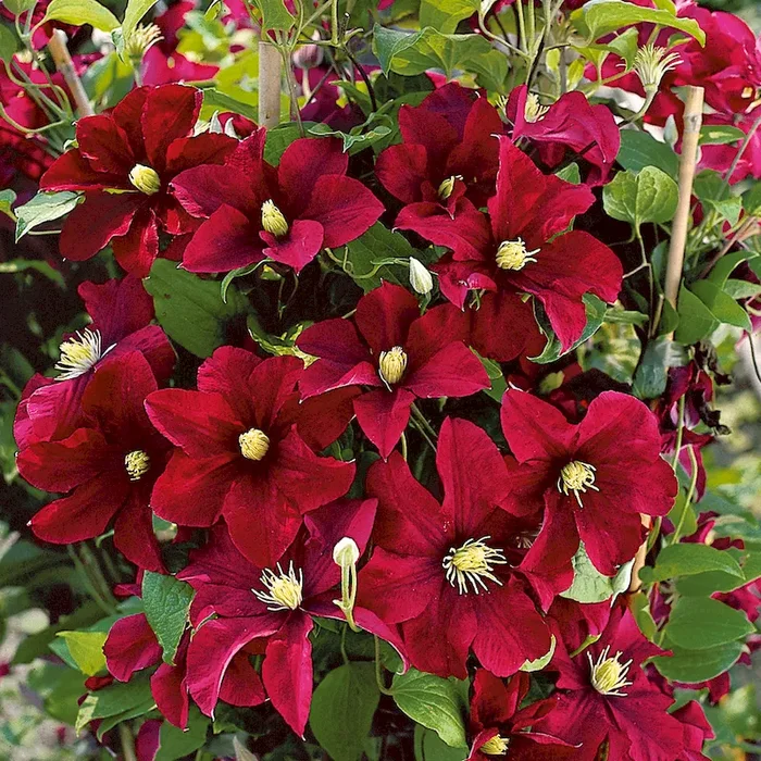 Clematis ‚Warszawska Nike‘ Bestellnummer 3328241