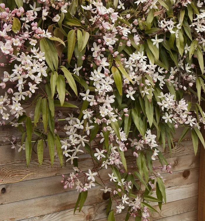 Clematis Arm. Apple Blossom