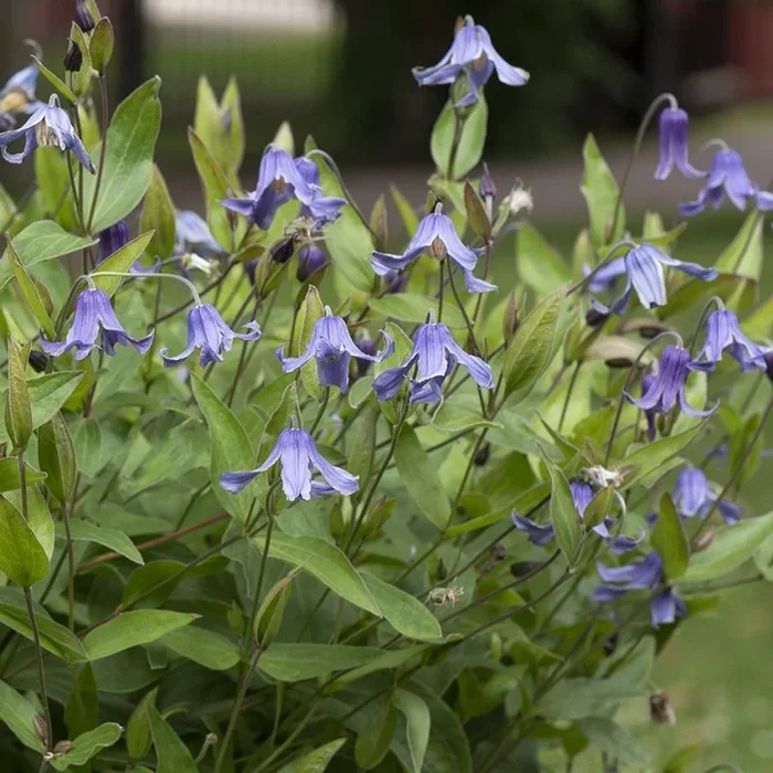 Clematis integrifolia