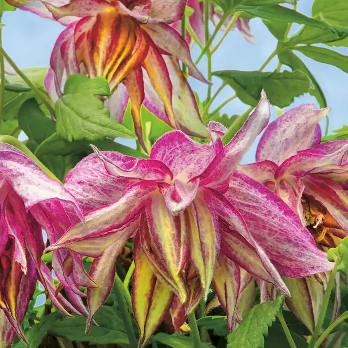 Clematis Pink Surprise Clematis macropetala – Bestellnummer 3328456