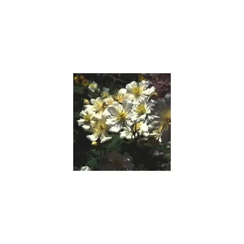 Clematis Potaninii