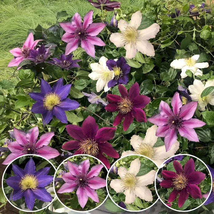 Clematis River Dance-Mix Bestellnummer 3332487