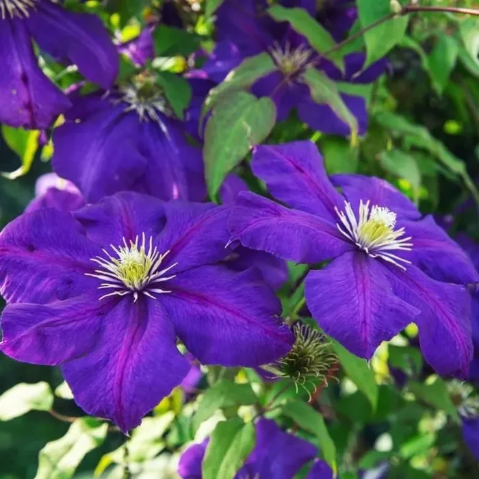 Clematis the President – Clematis