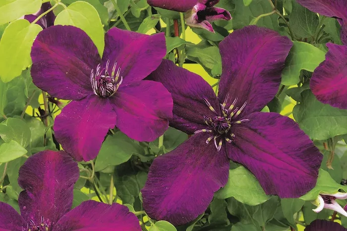 Clematis viticella ‚Dark Eyes‘ (Waldrebe)