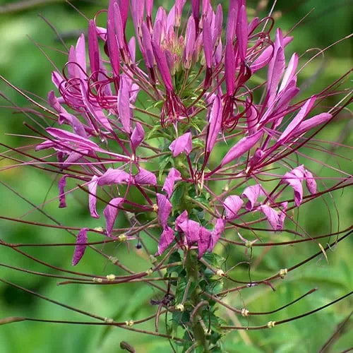 Cleome Spinosa ‚Cherry Queen‘