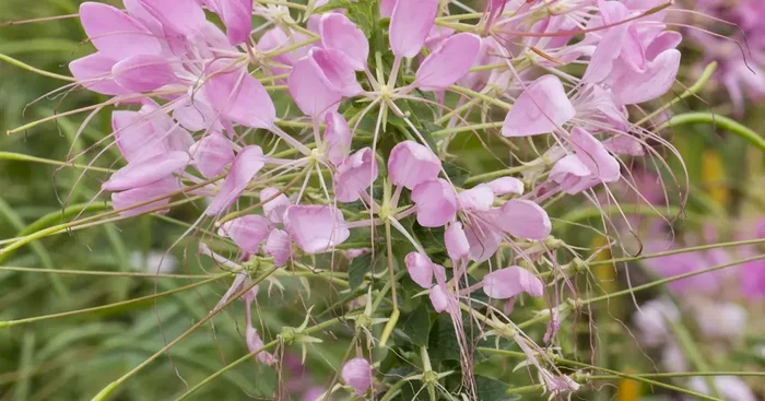 Cleome spinosa araña violeta impr