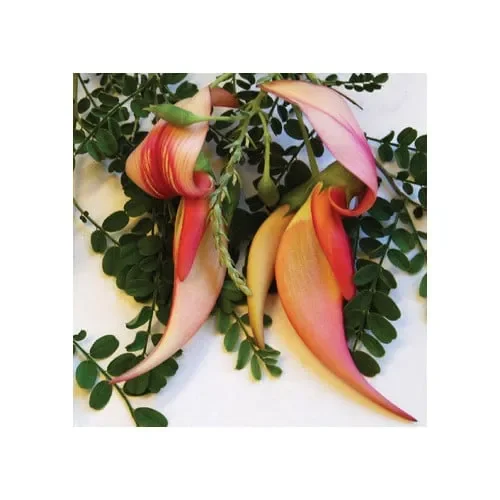 Clianthus Puniceus ‚Pink Flamingo‘