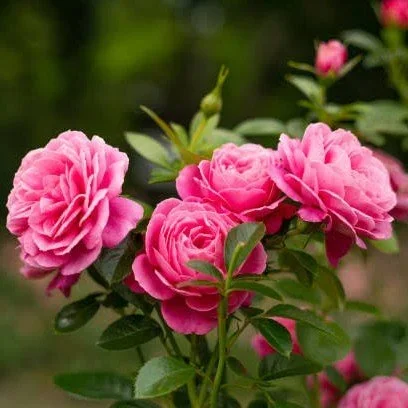 Climbing Rose Flower Plant-Pink