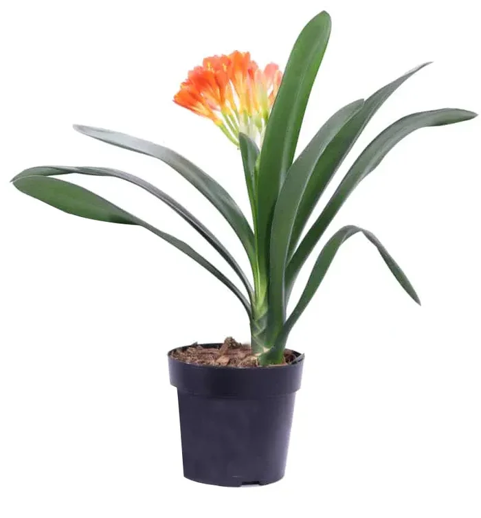 Clivia Miniata in fiore arancione 30 cm pianta da interno o veranda VIVAIO ANNESE