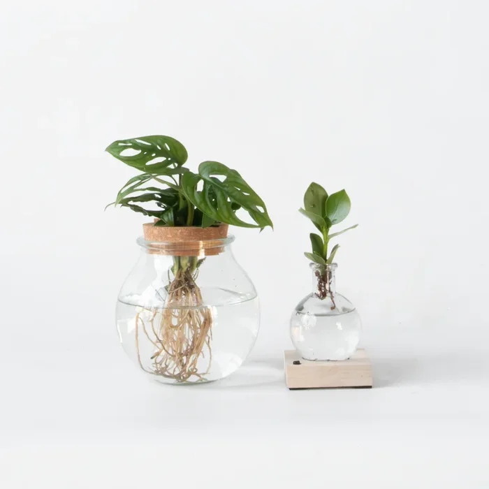 Clusia, Monstera – 2 Pieces – Plant mix in glass