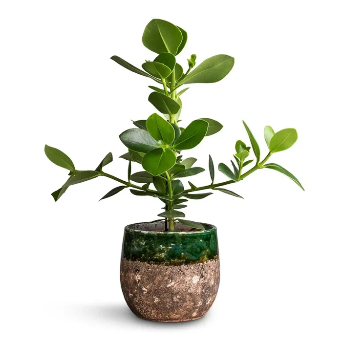Clusia rosea Princess – Autograph Tree