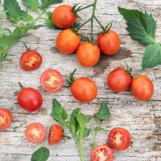 CocktailtomateSweetyPflanze
