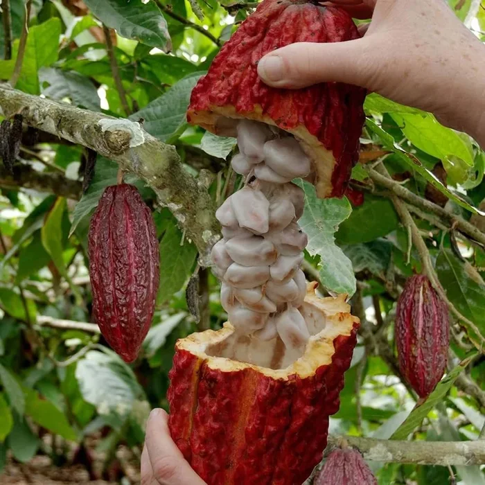 Cocoa – Chocolate Live Fruit Plant-Red