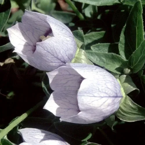Codonopsis Ovata