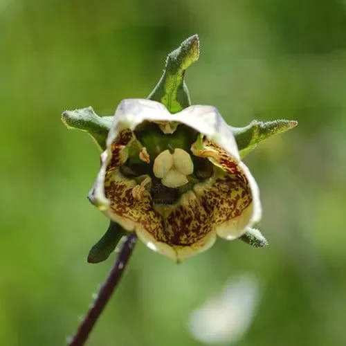 Codonopsis Viridiflora