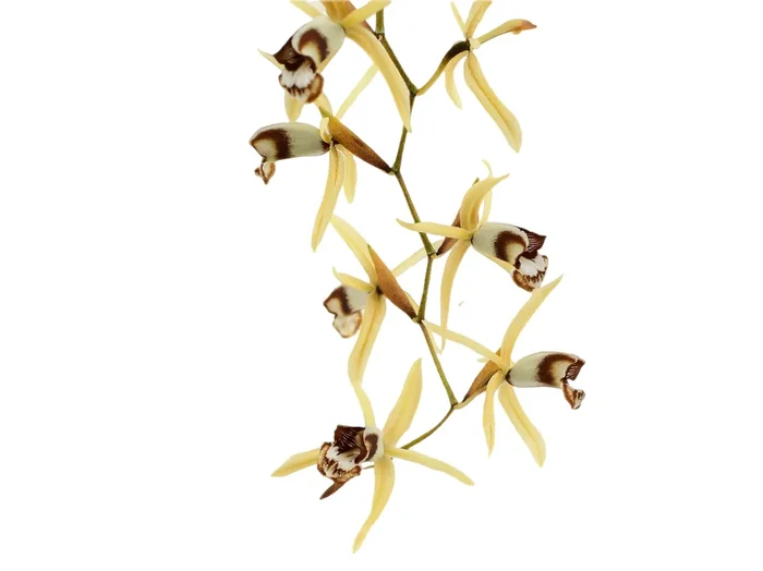 Coelogyne dayana
