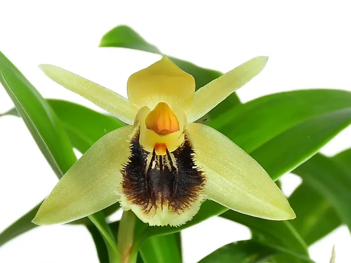 Coelogyne fimbriata ‚J.R‘