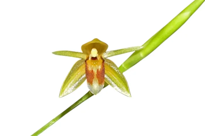 Coelogyne sulcata