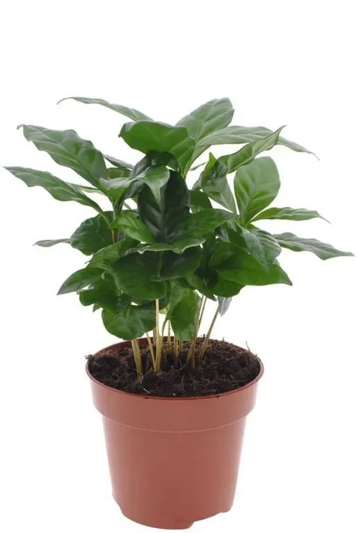 Coffea arabica – Arabica-kaffee