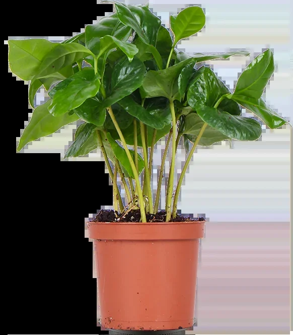 Coffea arabica (Kaffeepflanze) (XS)